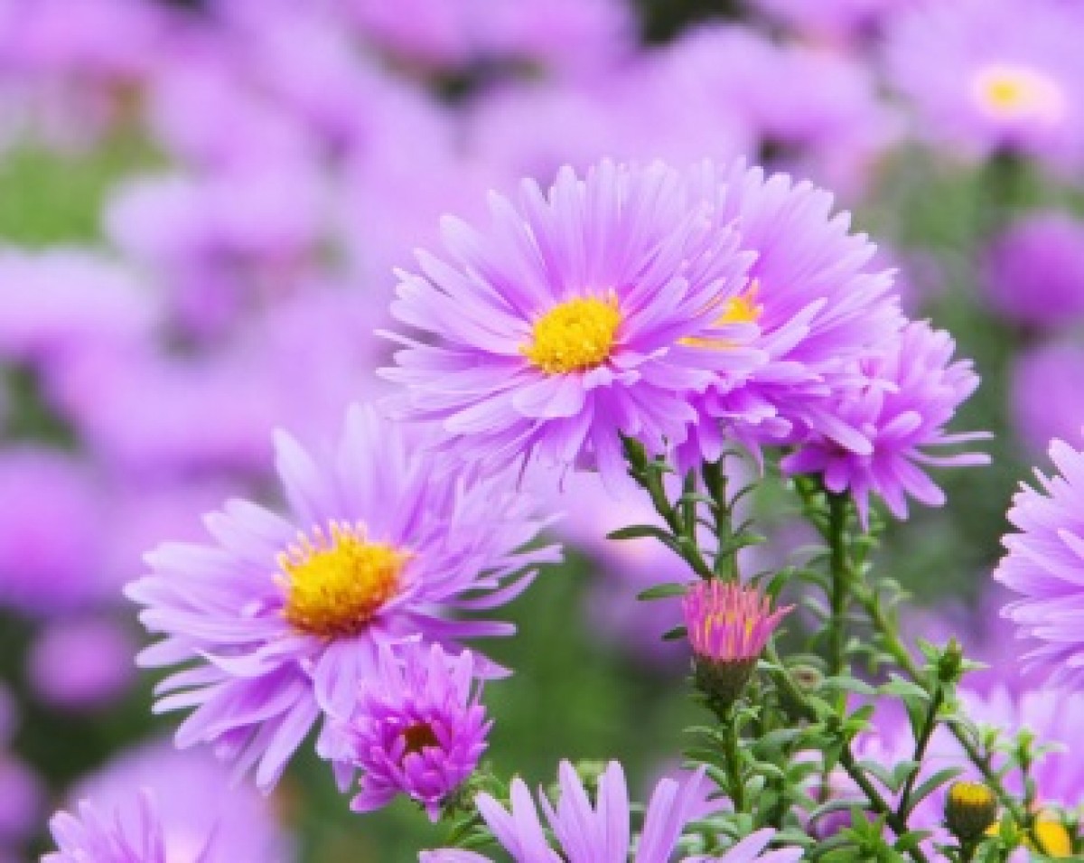 Aster alpejski 'Violet' (Aster alpinus)