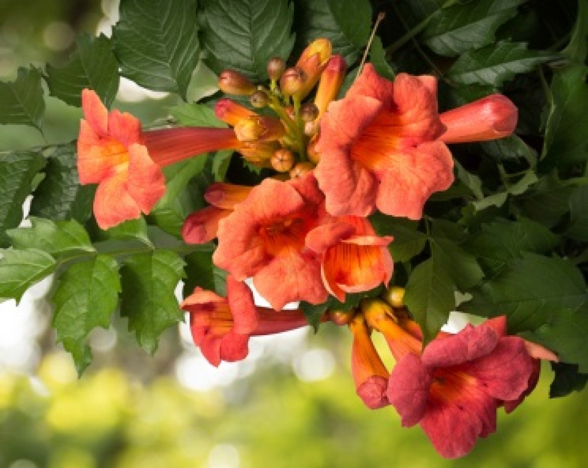 Milin amerykański 'Ursynów' (Campsis radicans)