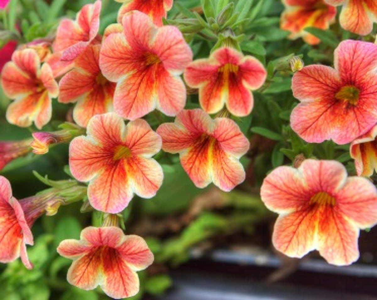 Petunia kaskadowa 'Milion Bells' (Petunia)