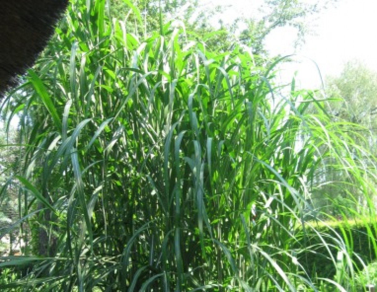 Miskant olbrzymi 'Giganteus' (Miscanthus x giganteus)