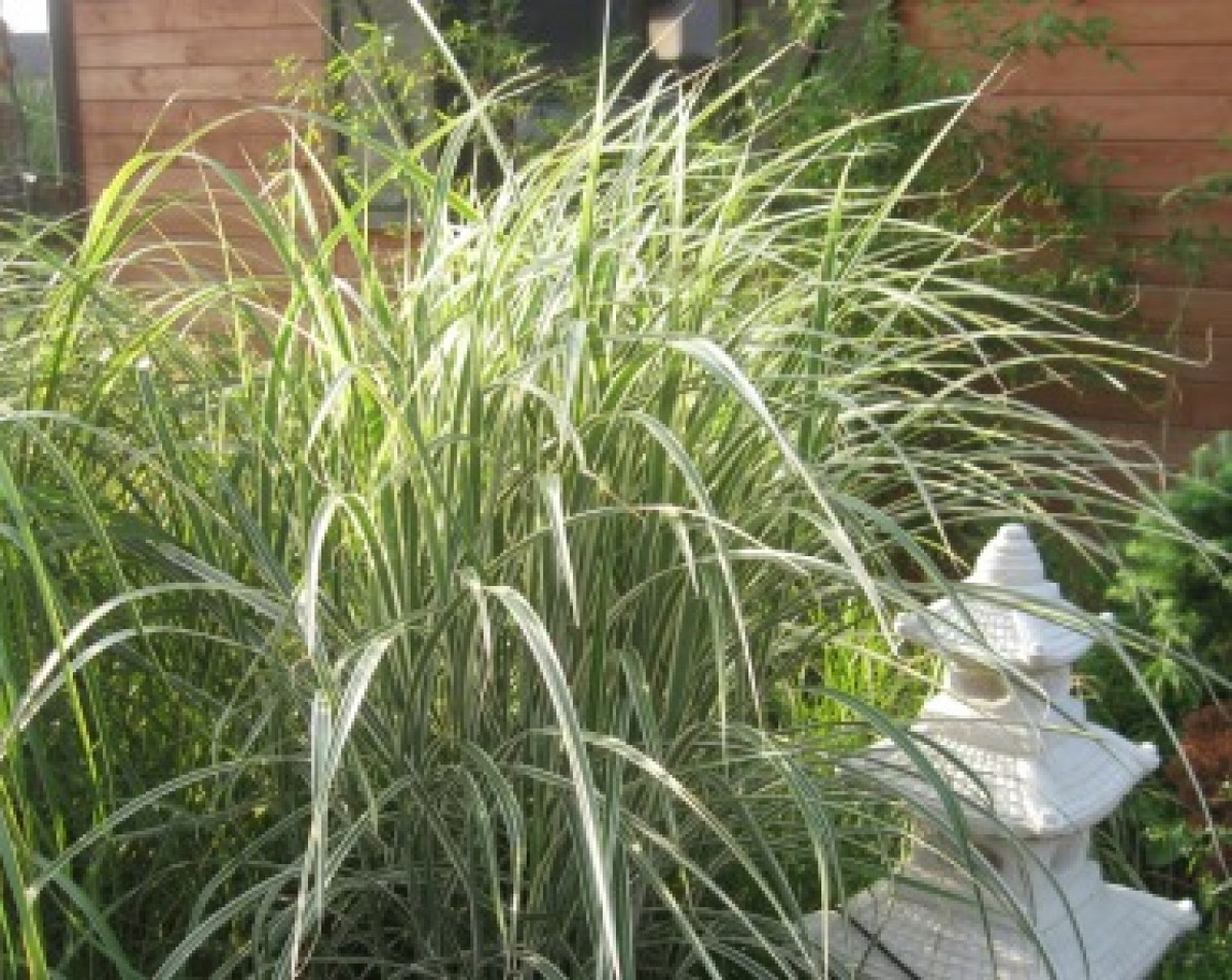 Miskant chiński 'Variegatus' (Miscanthus sinensis)