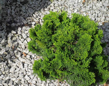 Cyprysik tępołuskowy 'Nana Gracilis' (Chamaecyparis obtusa)