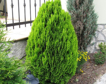 Żywotnik wschodni 'Aurea Nana' (Thuja orientalis)