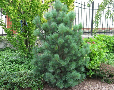 Sosna pospolita 'Watereri' (Pinus sylvestris)