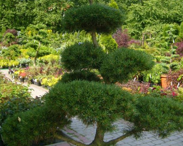 Sosna hakowata (Pinus uncinata)