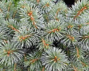 Świerk kłujący 'Brynek' (Picea pungens)