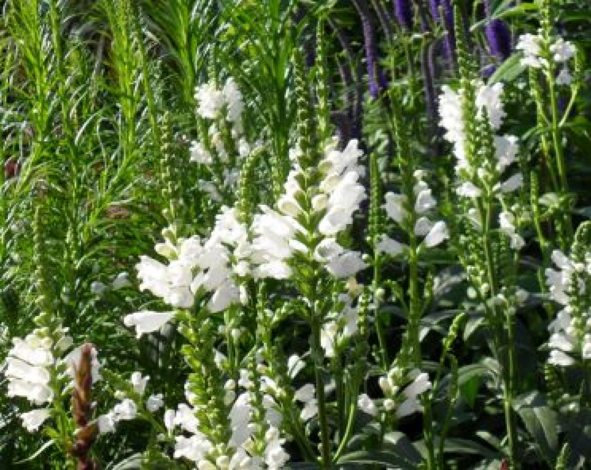 Odętka wirginijska (Physostegia virginiana)