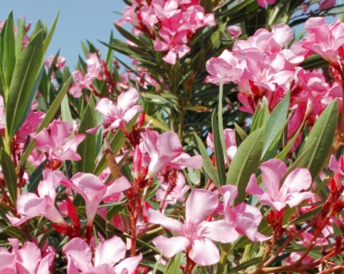 Oleander pospolity (Nerium oleander)