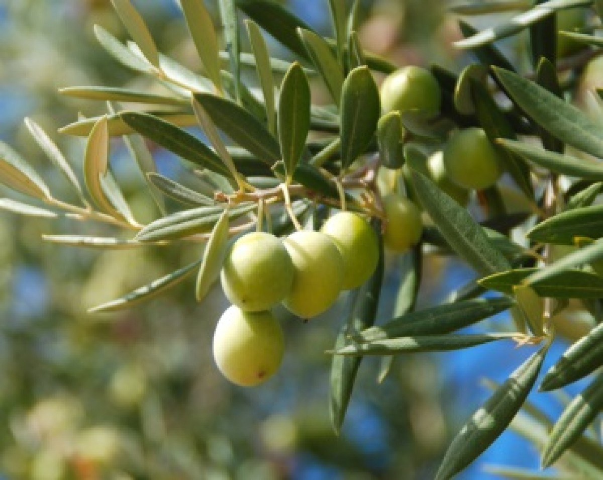 Oliwka europejska (Olea europea)