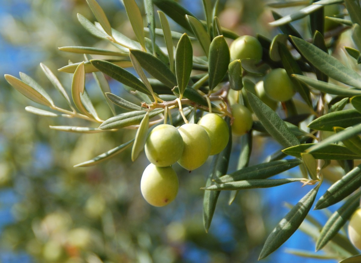 Oliwka europejska (Olea europea)