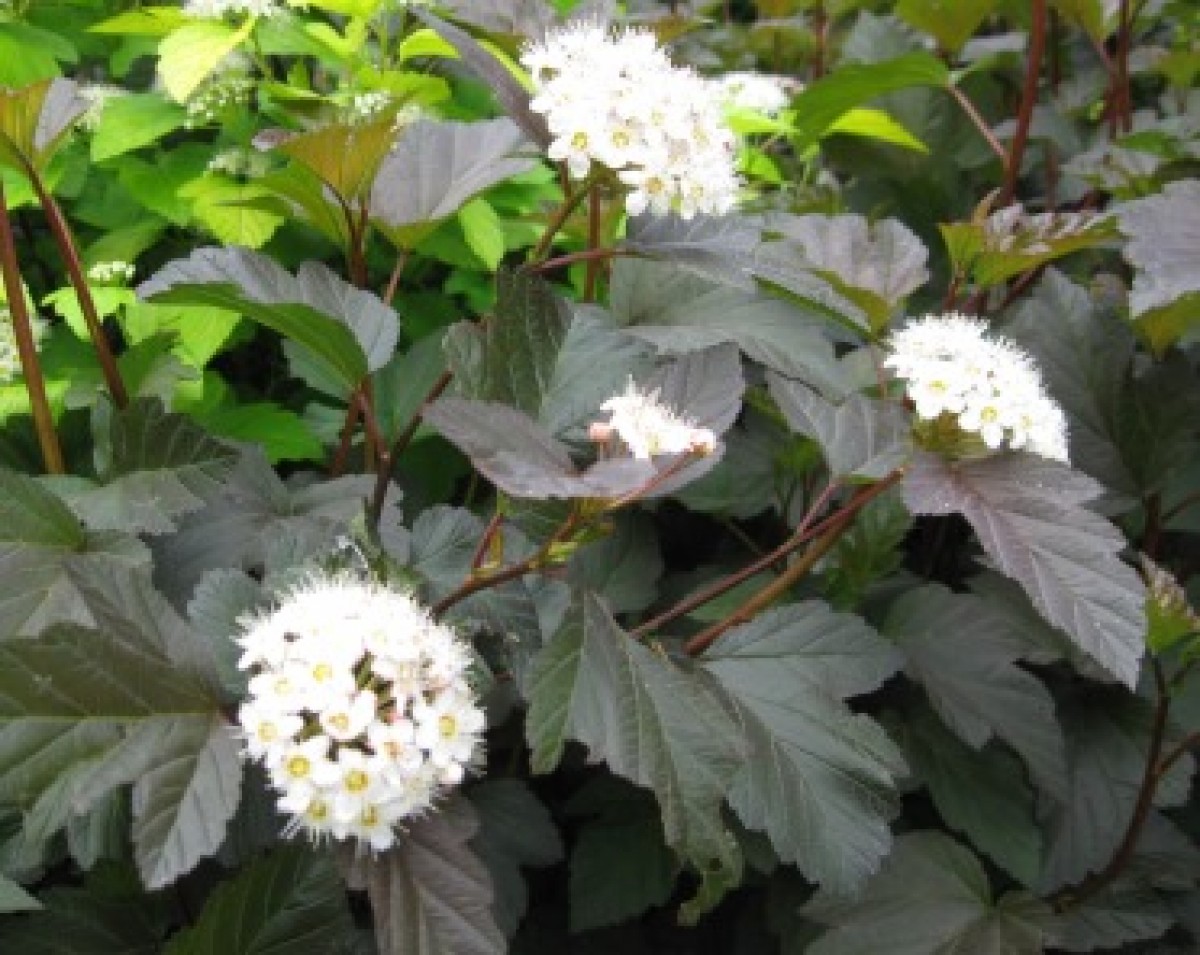 Pęcherznica kalinolistna 'Diabolo' (Physocarpus opulifolius)