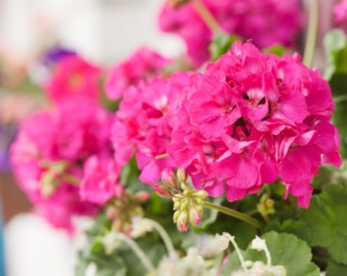 Pelargonia rabatowa (Pelargonium zonale)