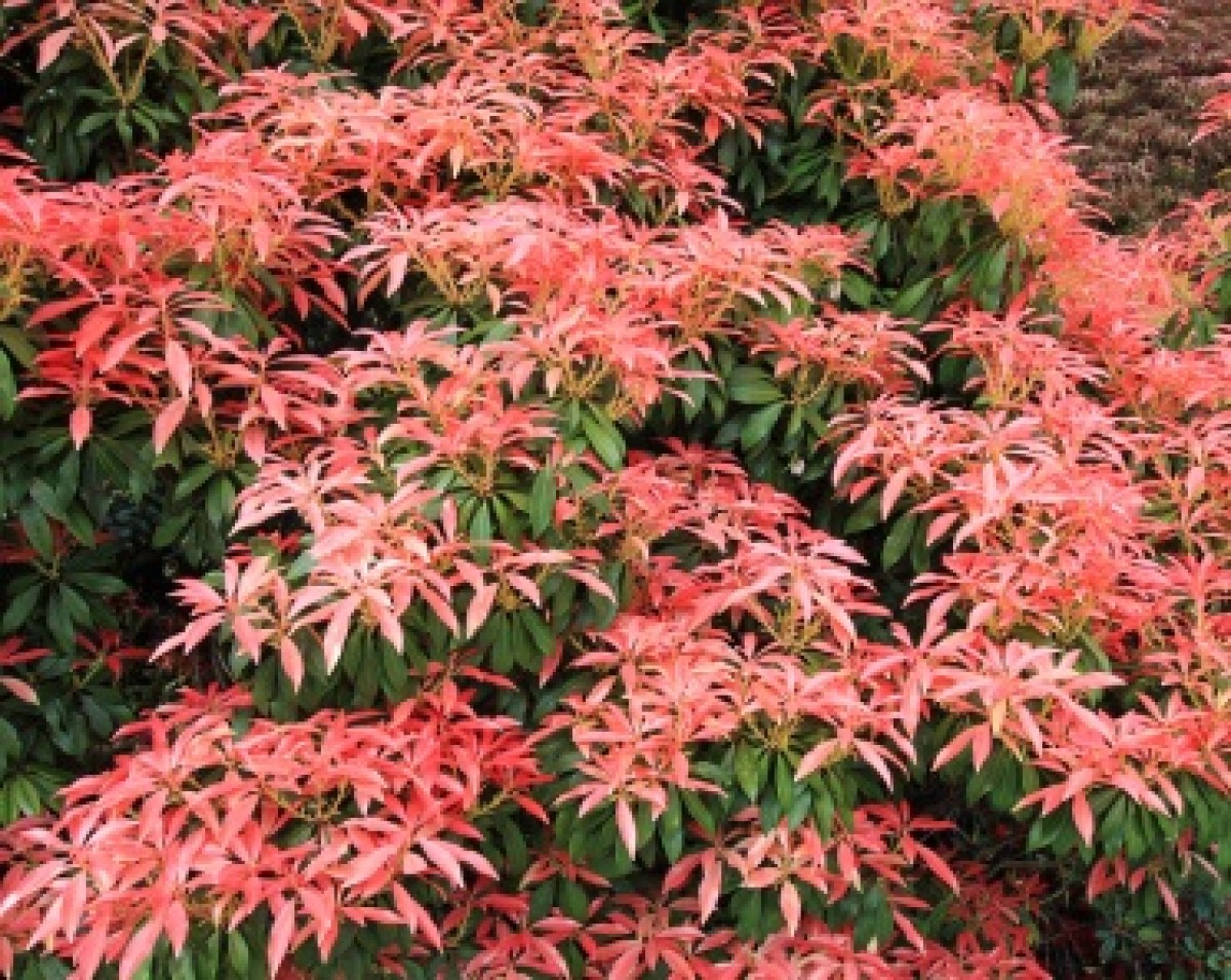 Pieris japoński 'Forest Flame' (Pieris japonica)