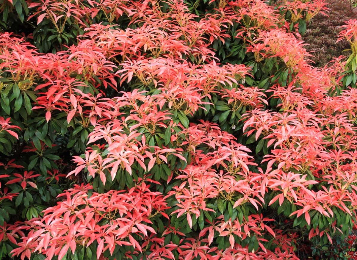 Pieris japoński 'Forest Flame' (Pieris japonica)