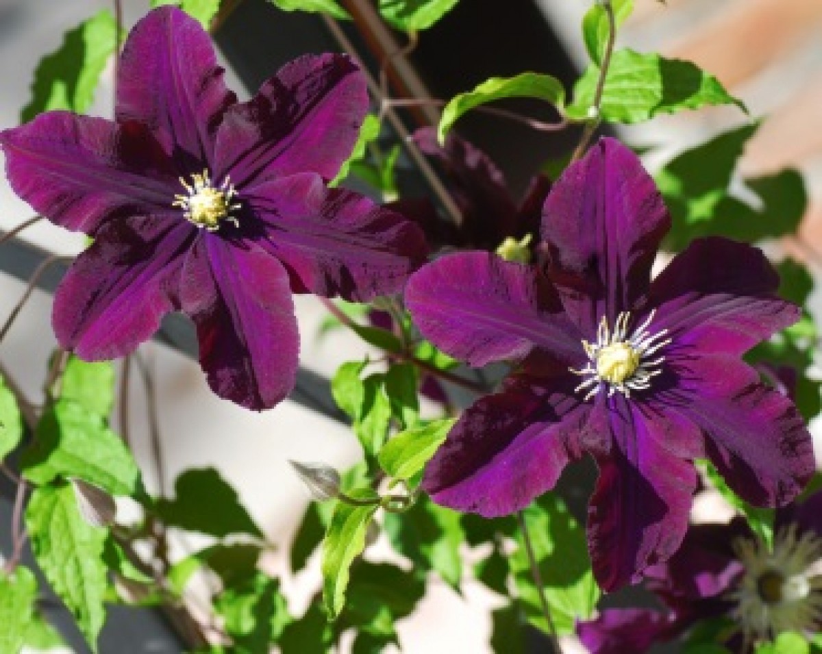 Powojnik 'Niobe' (Clematis)