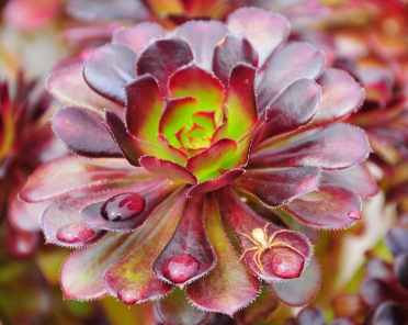 Rojnik murowy 'Atropurpureum' (Sempervivum tectorum)