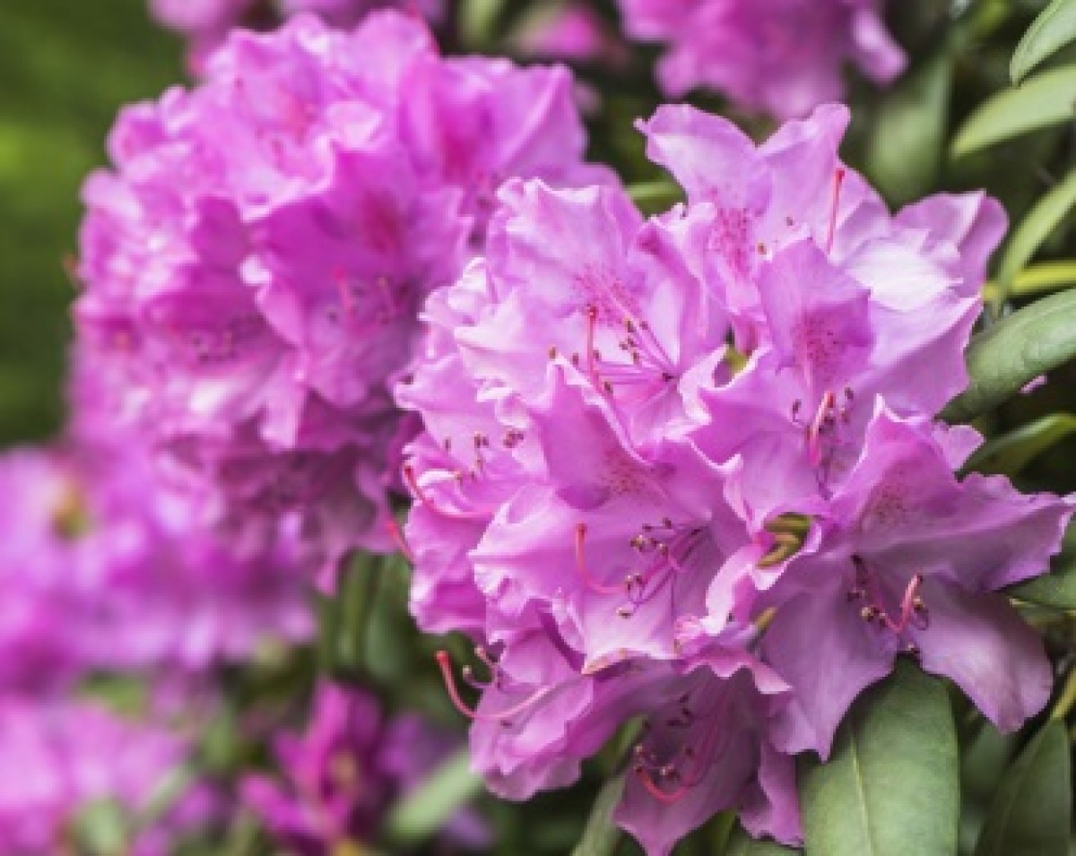 Różanecznik wielkokwiatowy 'Purpureum Grandiflorum' (Rhododendron)