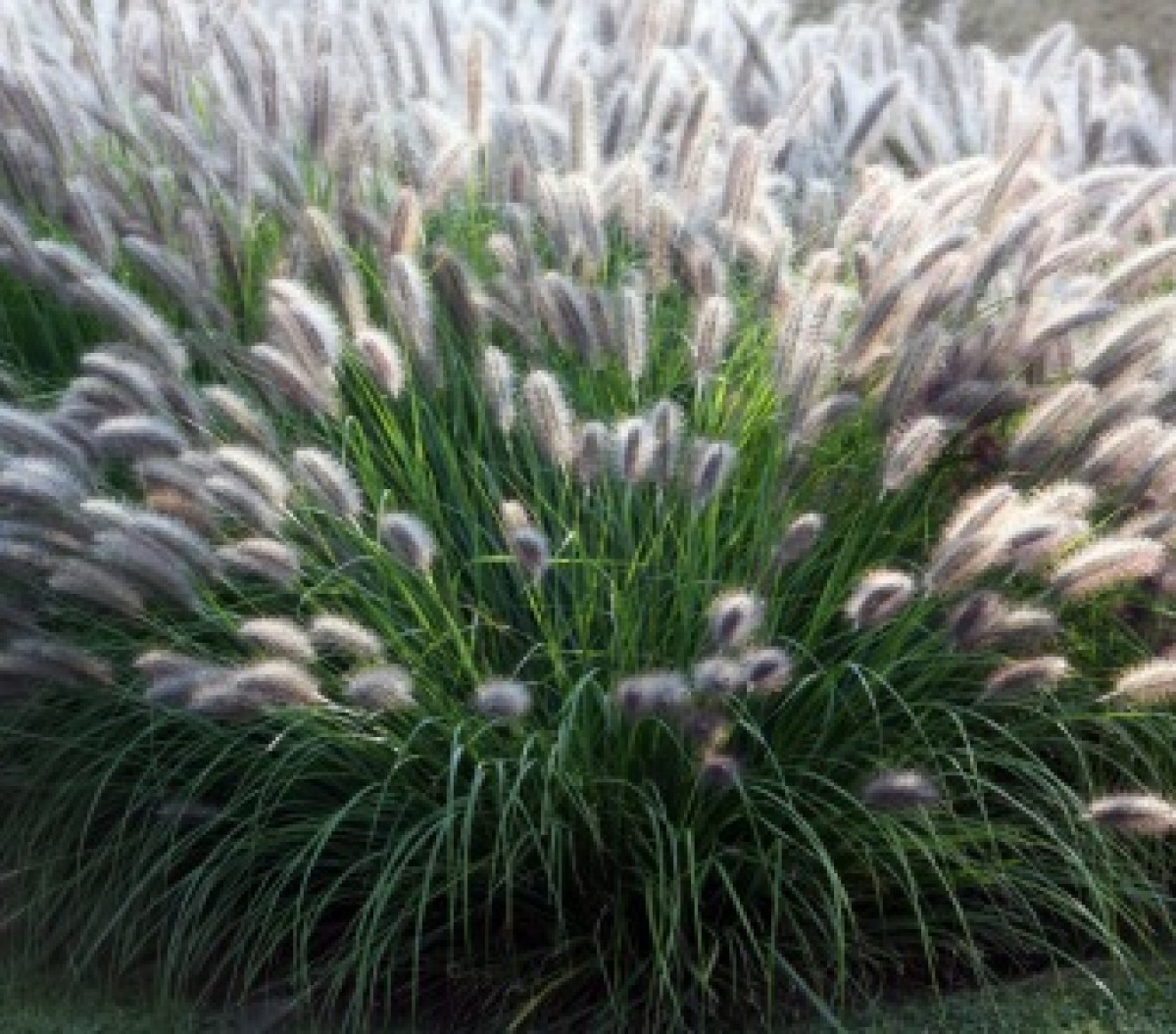 Rozplenica japońska 'Moudry' (Pennisetum alopecuroides)