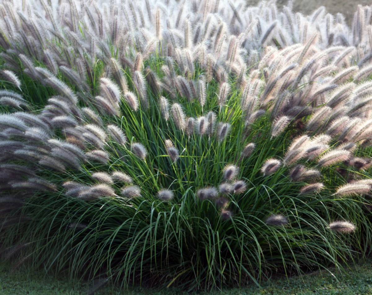 Rozplenica japońska 'Moudry' (Pennisetum alopecuroides)