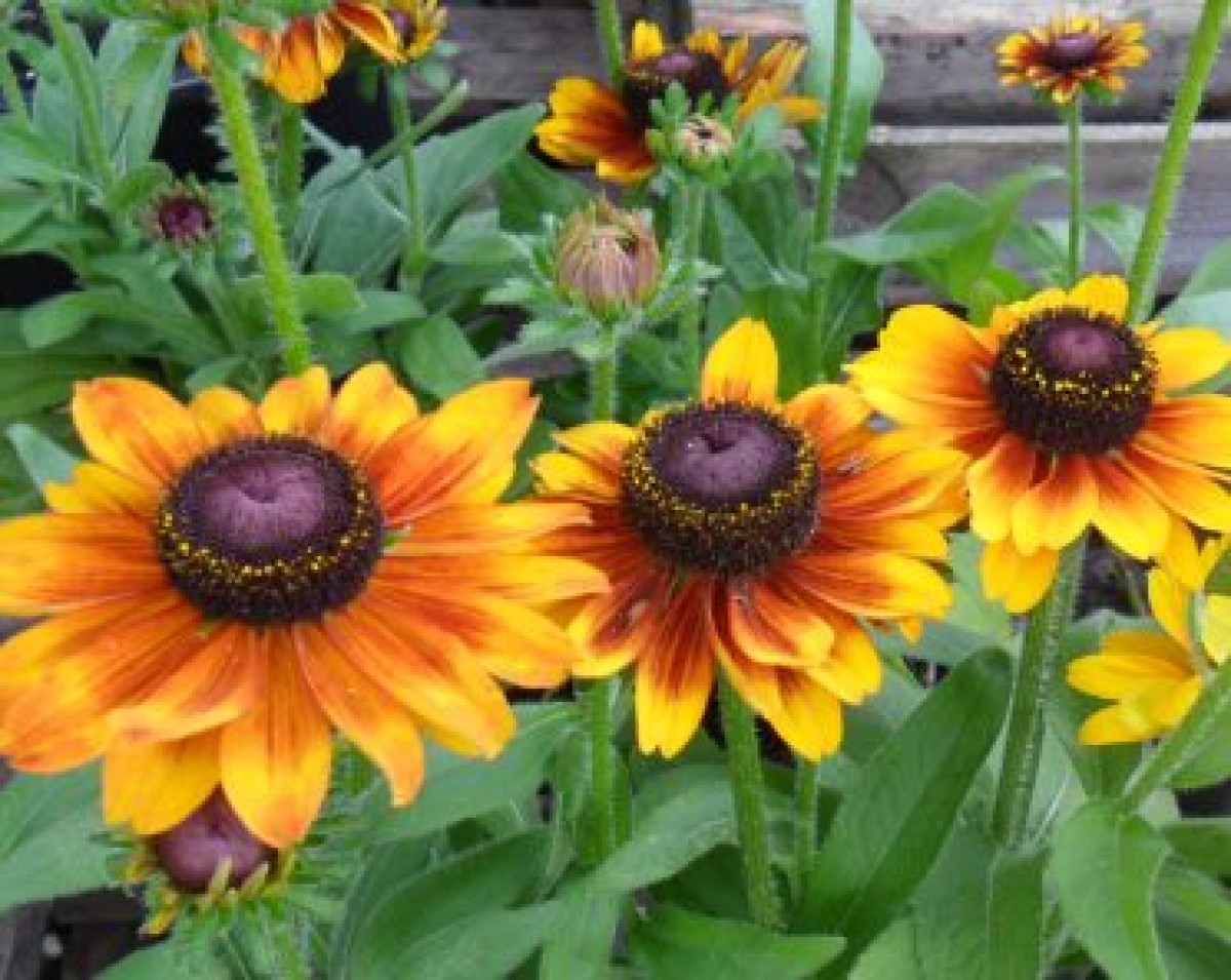 Rudbekia owłosiona 'Cheerokee Sunset' (Rudbeckia hirta)