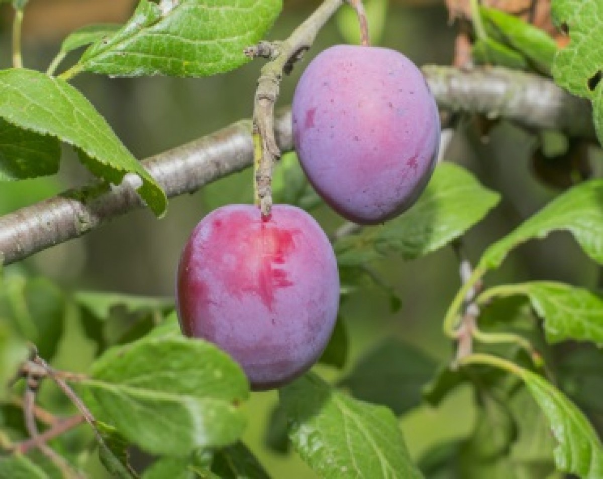 Śliwa domowa 'Amers' (Prunus domestica)