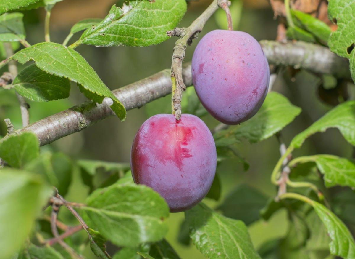 Śliwa domowa 'Amers' (Prunus domestica)