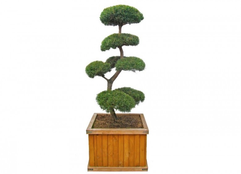 Bonsai duże