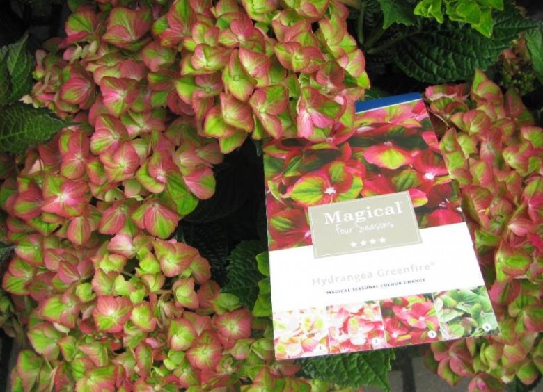 Hortensje 'Magical Four Seasons'