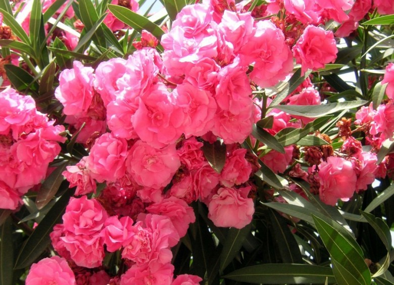 Oleander pospolity (Nerium oleander)