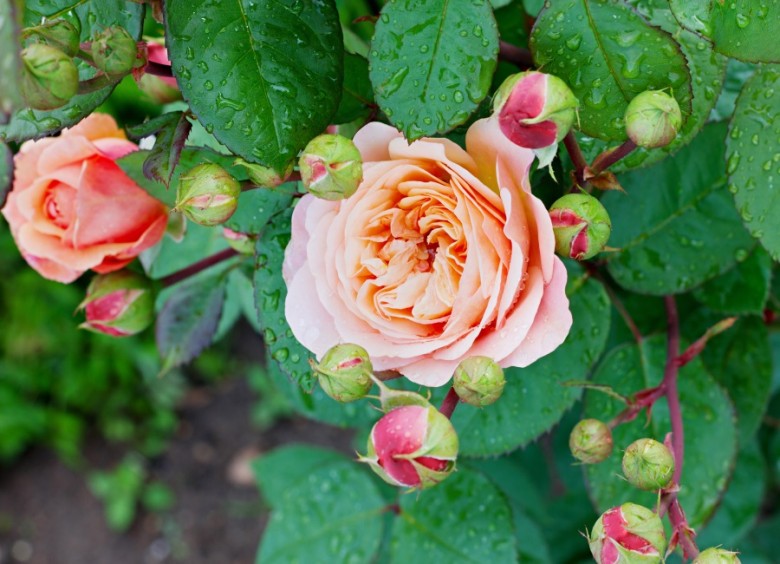 Róże Davida Austina