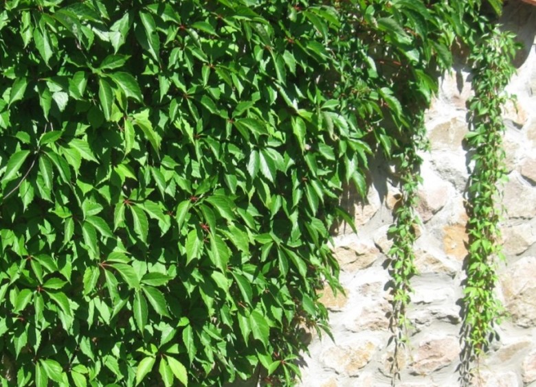 Winobluszcze (Parthenocissus)