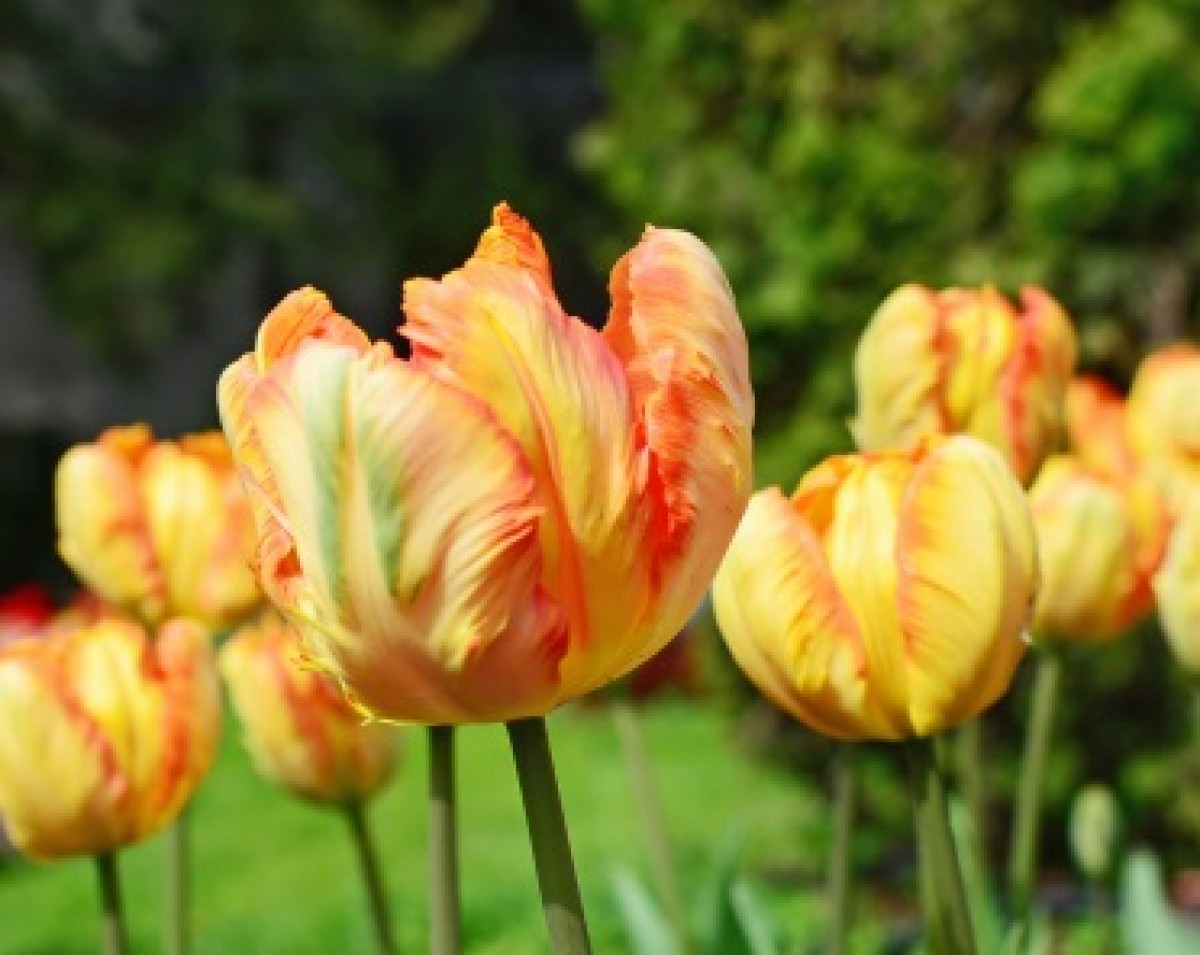 Tulipan papuzi (Tulipa parrot)
