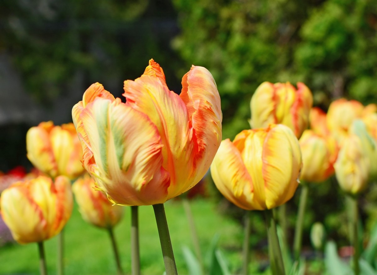 Tulipan papuzi (Tulipa parrot)