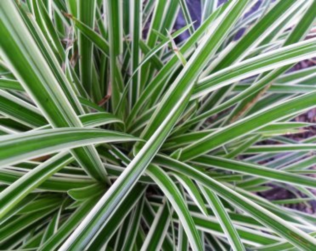 Turzyca japońska 'Ice Dance' (Carex morrowii)