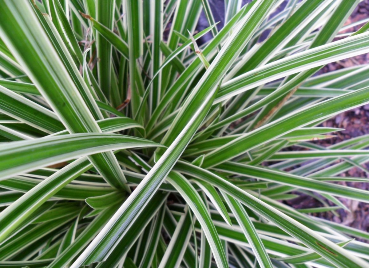 Turzyca japońska 'Ice Dance' (Carex morrowii)