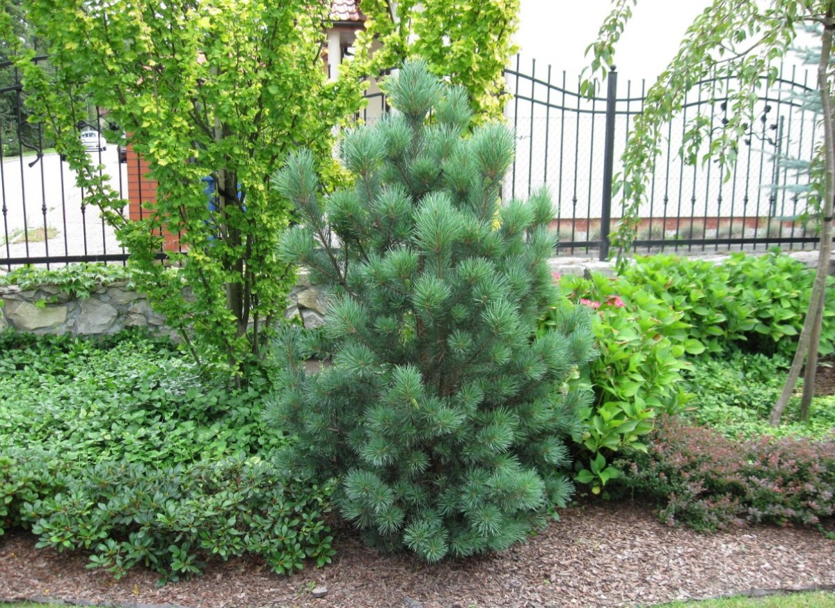 Sosna pospolita 'Watereri' (Pinus sylvestris)