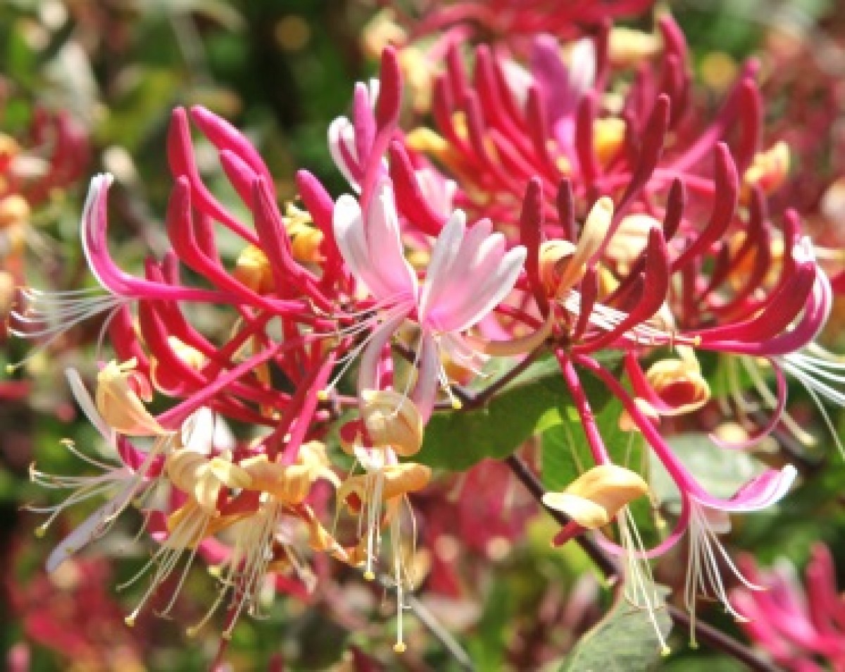 Wiciokrzew Heckrotta 'Goldflame' (Lonicera x heckrotii)