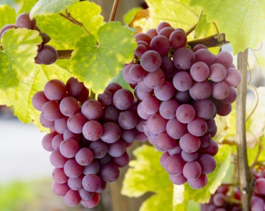 Winorośl 'Swenson Red' (Vitis vinifera L.)