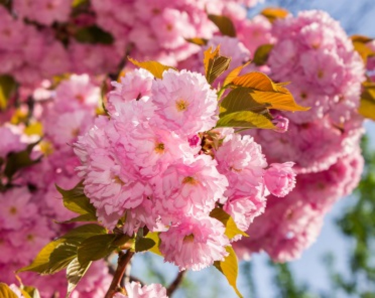 Wiśnia piłkowana 'Kiku Shidare Sakura' (Prunus serrulata)