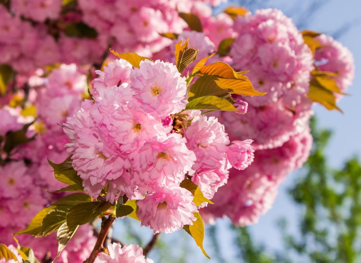 Wiśnia piłkowana 'Kiku Shidare Sakura' (Prunus serrulata)