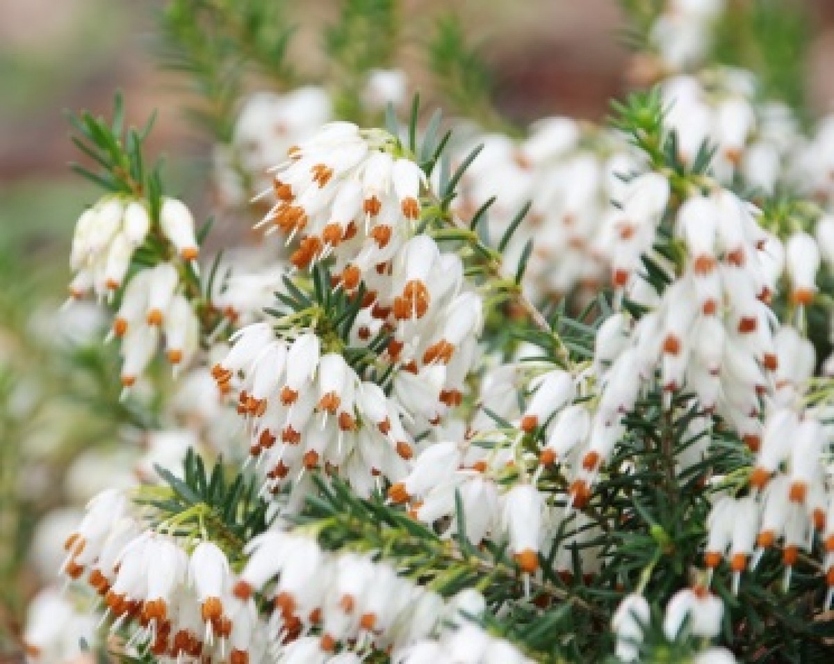 Wrzosiec w odmianach  (Erica carnea)