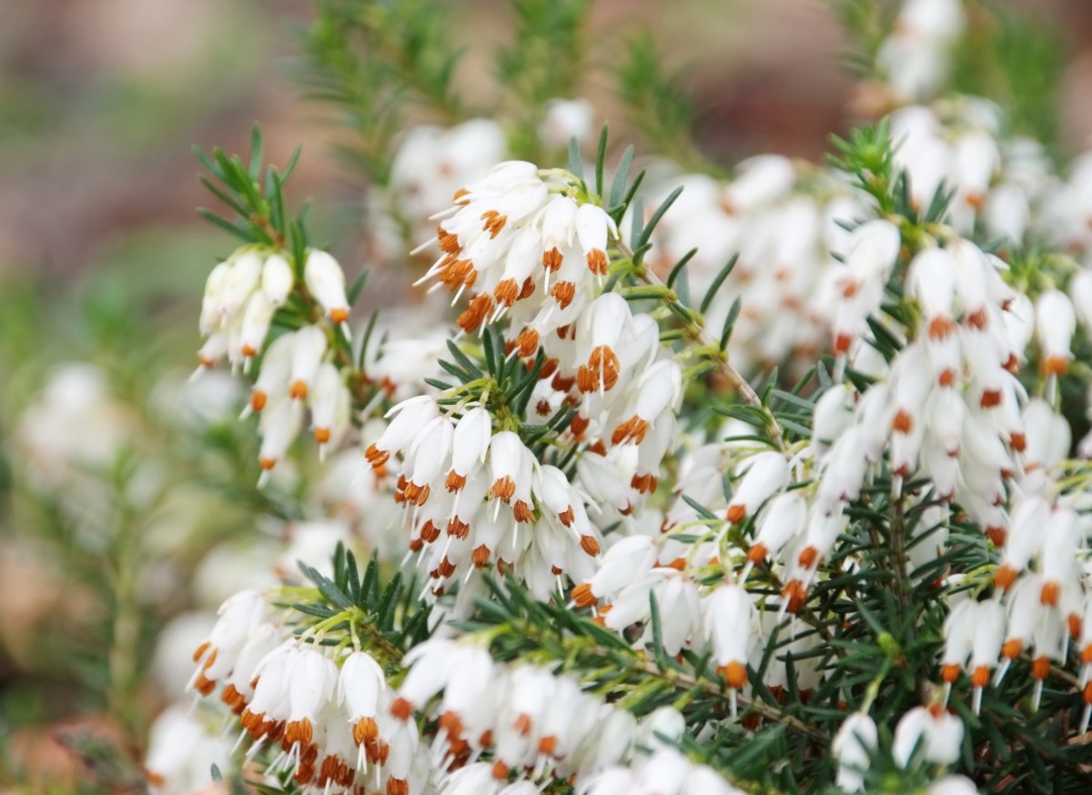 Wrzosiec w odmianach  (Erica carnea)